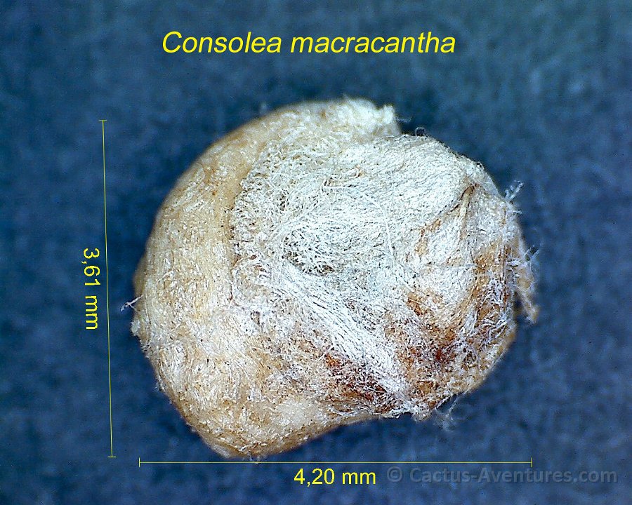 Consolea macracantha JMA.2